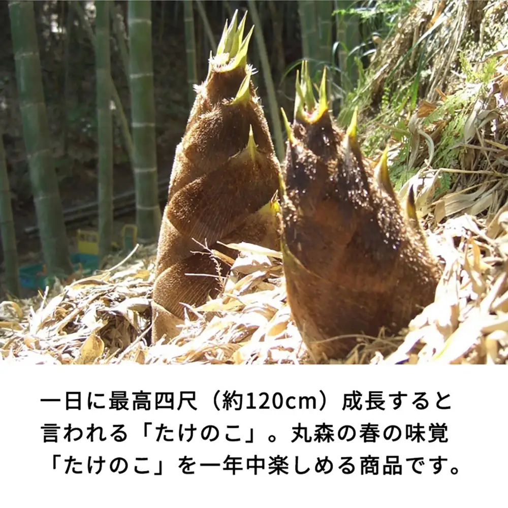 【丸森町特産】 たけのこカレー4個とたけのこご飯のもと 3個【08108】