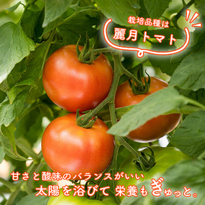 トマトジュース 180ml ? 5本セット まるで食べるトマトジュース【moto farm】 | トマトジュース とまとじゅーす 無塩 無添加 野菜 数量限定 完熟 新鮮 愛媛県 松山市【MTF002】