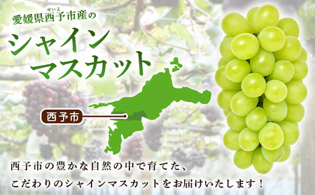 ＜シャインマスカット 約2kg＞ 果物 くだもの フルーツ ぶどう 葡萄 ブドウ シャインマスカット しゃいんますかっと 4～5房 大粒 糖度 極上 種なし 甘い 皮ごと 特産品 ファームNINOMIYA 愛媛県 西予市【冷蔵】『2026年8月下旬～9月中旬迄に順次出荷予定』UFM0006