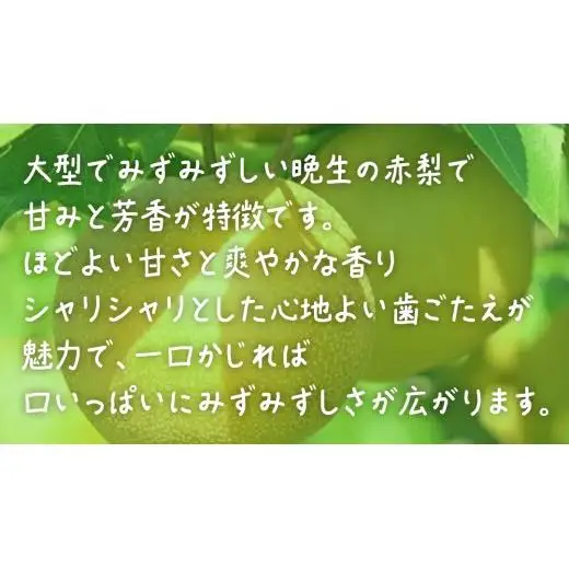 新高 約10kg (20～24玉)【2026年10月上旬発送開始】(茨城県共通返礼品：大子町)