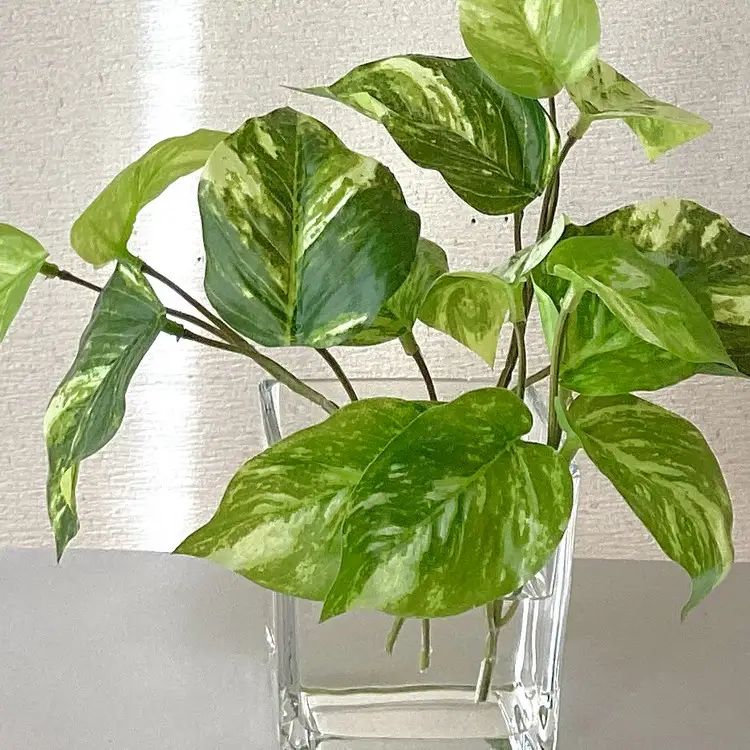 倒してもこぼれないお水 癒しのグリーン「ポトス」光触媒｜観葉アレンジポトス