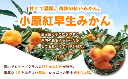先行予約 みかん 蜜柑 約2kg 小原紅早生 小原紅早生みかん 柑橘 オレンジ 11月下旬～12月下旬 配送 選べる 容量 香川県 丸亀市