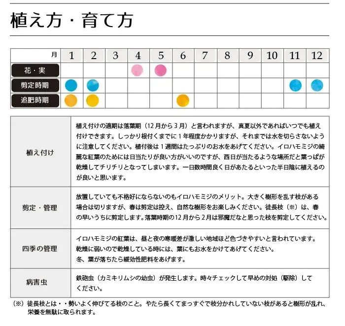 イロハモミジ（伊呂波紅葉）苗木 単木 樹高1.2m前後 3本セット ポット苗 シンボルツリー 落葉樹 植木 庭木【価格改定】