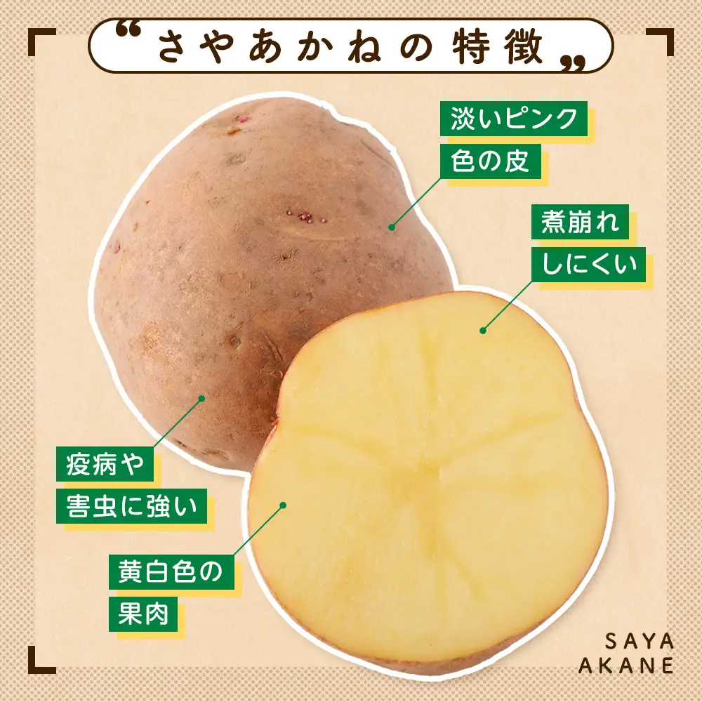 【数量限定】R8年産先行受付 じゃがいも（さやあかね） 有機栽培  10kg | ジャガイモ 芋 さやあかね 馬鈴薯 大容量 新鮮 野菜 煮物 コロッケ ポテトサラダ ポテト 保存 特産 産地直送 北海道 津別町 送料無料