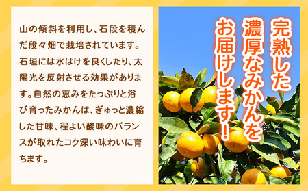 みかん 濃厚完熟温州みかん 約5kg