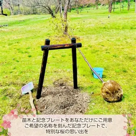 北海道釧路町の桜の木(1本)のオーナー権及びオーナー証＜ふるさと納税 自然 保護＞【1179225】