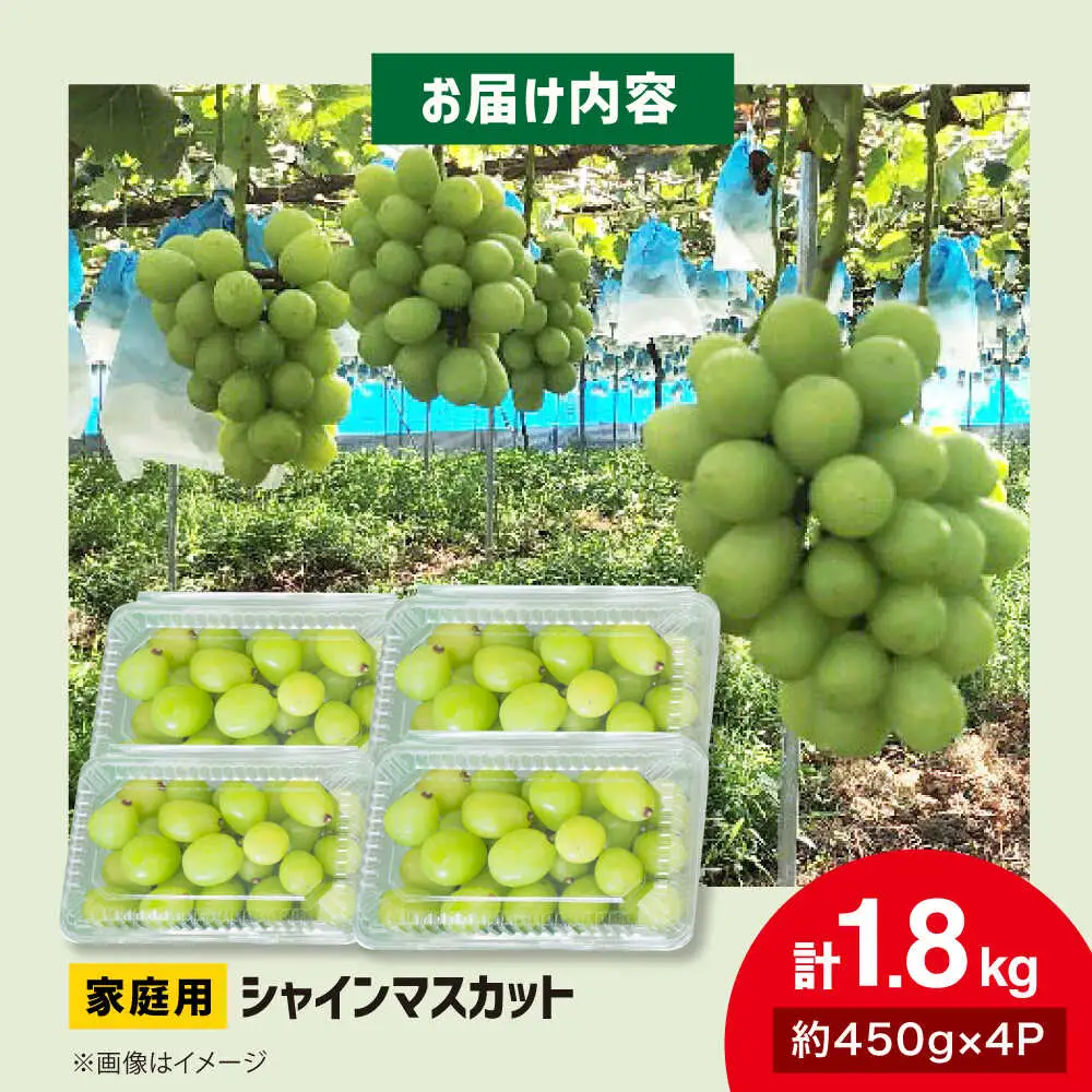 シャインマスカット 計1.8kg [APCR001] シャインマスカット
