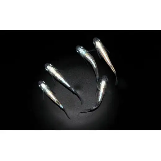 メダカ「巫体外光（かんなぎたいがいこう）」1ペア