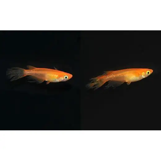 メダカ「ふ～は～」2ペア