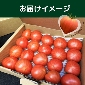 レディーファーストトマト 2kg【稲場農場】トマト とまと 野菜 甘み 酸味 濃厚 ジューシー 産地直送 北海道 比布町 ぴっぷ 1024-003