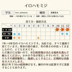 イロハモミジ（伊呂波紅葉）苗木 株立 樹高1.2m前後 ポット苗 シンボルツリー 落葉樹 植木 庭木【価格改定】
