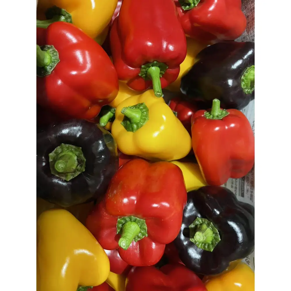 復興支援】奥能登産パプリカ（赤）２kg 詰合せ（サイズいろいろ） | 奥能登産 パプリカ 産地直送 農園から直送 大きさいろいろ 期間限定