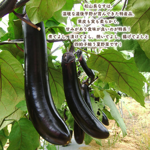 訳あり 松山長なす 約4kg 【2026年8月上旬より順次発送】 | なすなすなすなすなすなすなすなす 【VEG070】