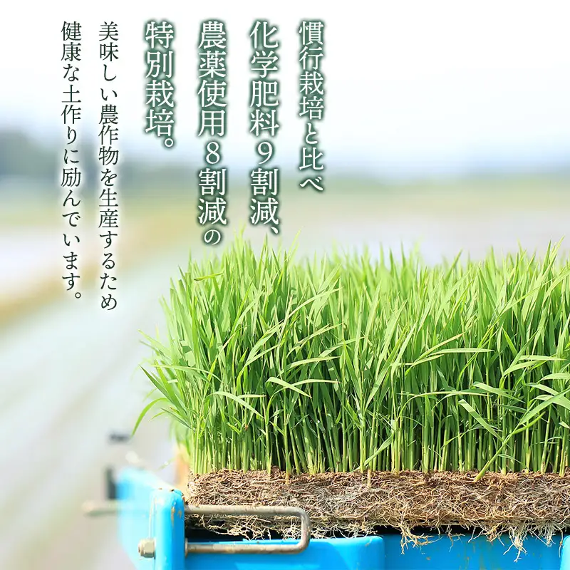 【令和7年産】特別栽培米 つや姫 【玄米】　5kg　山形県鶴岡市産　出羽弥兵衛　| お米 米 コメ こめ ライス つやひめ 5キロ ご飯 ブランド米 国産 主食 お取り寄せ 返礼品