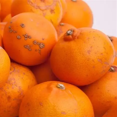 家庭用 せとか2.5kg+250g(傷み補償分)【柑橘・春みかんの王様】【訳あり】【光センサー選果】【配送不可地域：離島・北海道・沖縄県】【1649461】