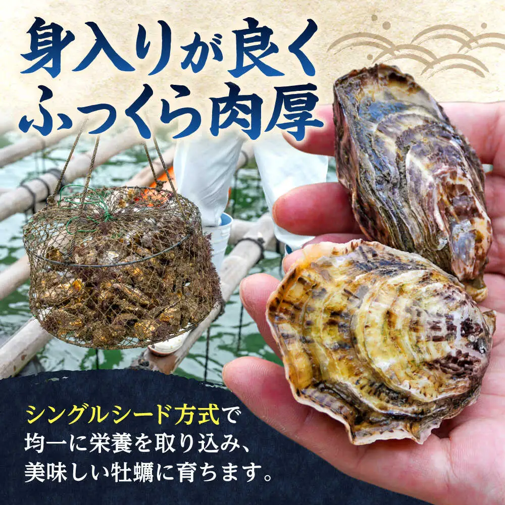 若狭うらら牡蠣 ハーフシェル 8個 生食可 / かき カキ 海鮮 小浜市 / 小浜海産物 【配送不可地域：北海道・沖縄・離島】[BFAA099]