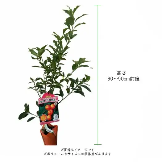 【 先行予約 ：2026年10月発送開始 】 種なしキンカン 苗木 4.5号 苗 家庭菜園