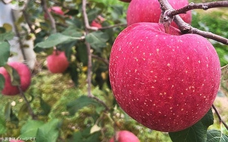 2408 長野県産りんご「サンふじ」5kg