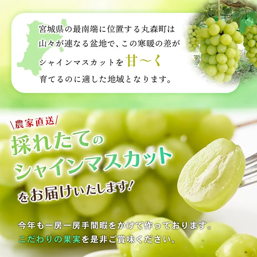 【先行予約】《2026年9月下旬～11月下旬出荷》 宮城県丸森町産 シャインマスカット　2房(1房 600g以上)【4800302】