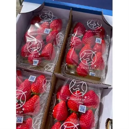 【2026年1月より順次発送予定】風早いちご園 とちおとめ レギュラー 250g×8パック【配送不可地域：離島・北海道・沖縄県】【1647794】