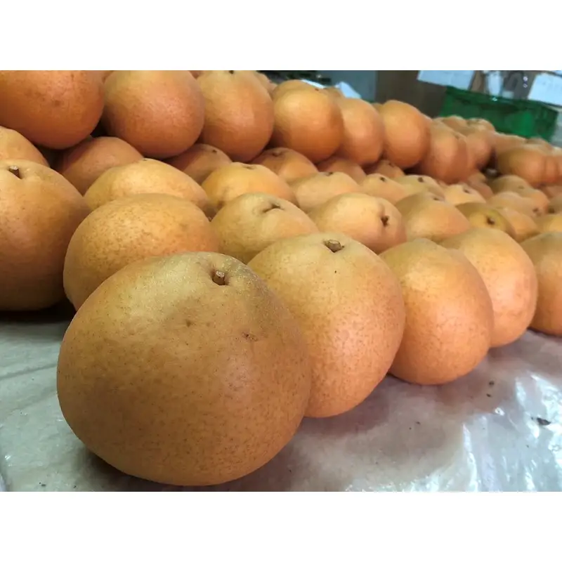 【先行予約／数量限定50】【訳あり】新興梨 優品 3kg（5～9玉入り）（2026年10月上旬～発送）
