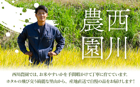 【2027年先行予約】メロン 優香メロン 約2kg × 2玉 贈答用 専用箱 ギフト フルーツ 《2027年4月中旬-4月下旬頃出荷》西川農園 熊本県 荒尾市 希少メロン 果物 熊本県産