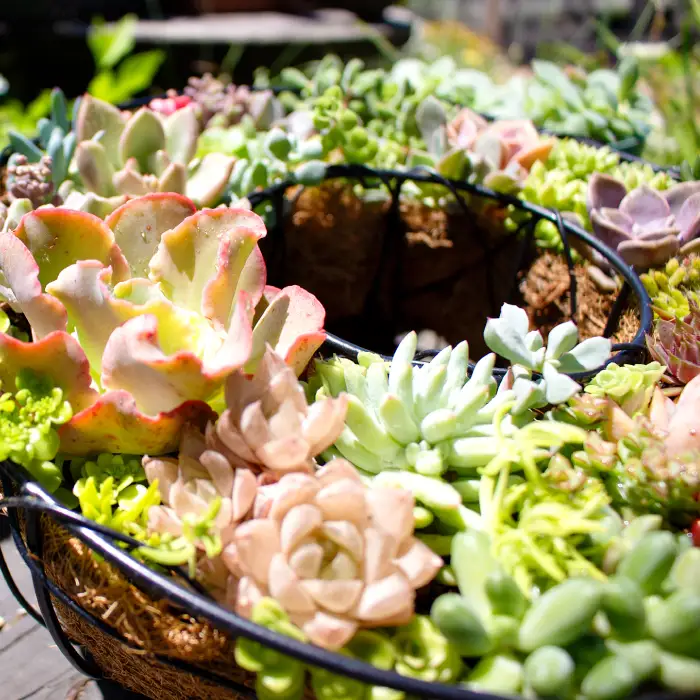 多肉植物のリース型寄せ植え【多肉植物 植物 グリーン おすすめ 約30種 よせうえ 観葉植物 手植え 癒し インテリア ナチュラル かわいい 自然 プレゼント ギフト 贈り物】