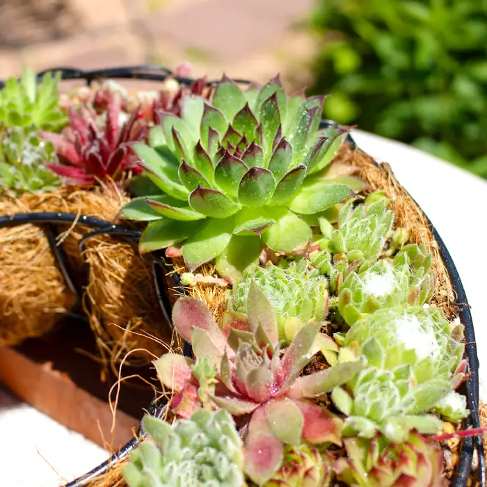 センペルビウムのリース型寄せ植え【多肉植物 植物 グリーン おすすめ よせうえ 観葉植物 手植え 癒し インテリア ナチュラル かわいい 自然 プレゼント ギフト 贈り物】