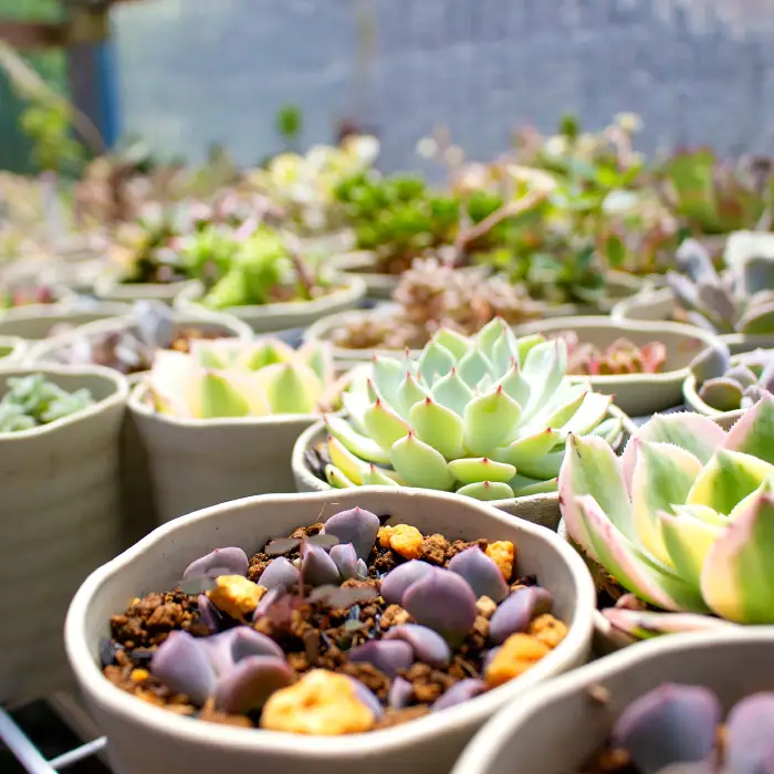 季節の多肉植物寄せ植え体験【現地体験型 ワークショップ 寄せ植え体験 手植え 四季の植物 多肉植物 植物 グリーン おすすめ よせうえ 観葉植物 癒し かわいい 自然 島根県 大田市】