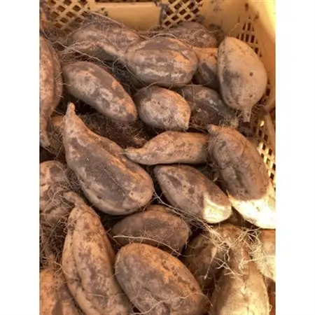 【12月より順次発送予定】山一ファーム 熟成 さつまいも 5kg 食べ比べセットC 紅はるかと安納芋【配送不可地域：離島・沖縄県】【1647858】