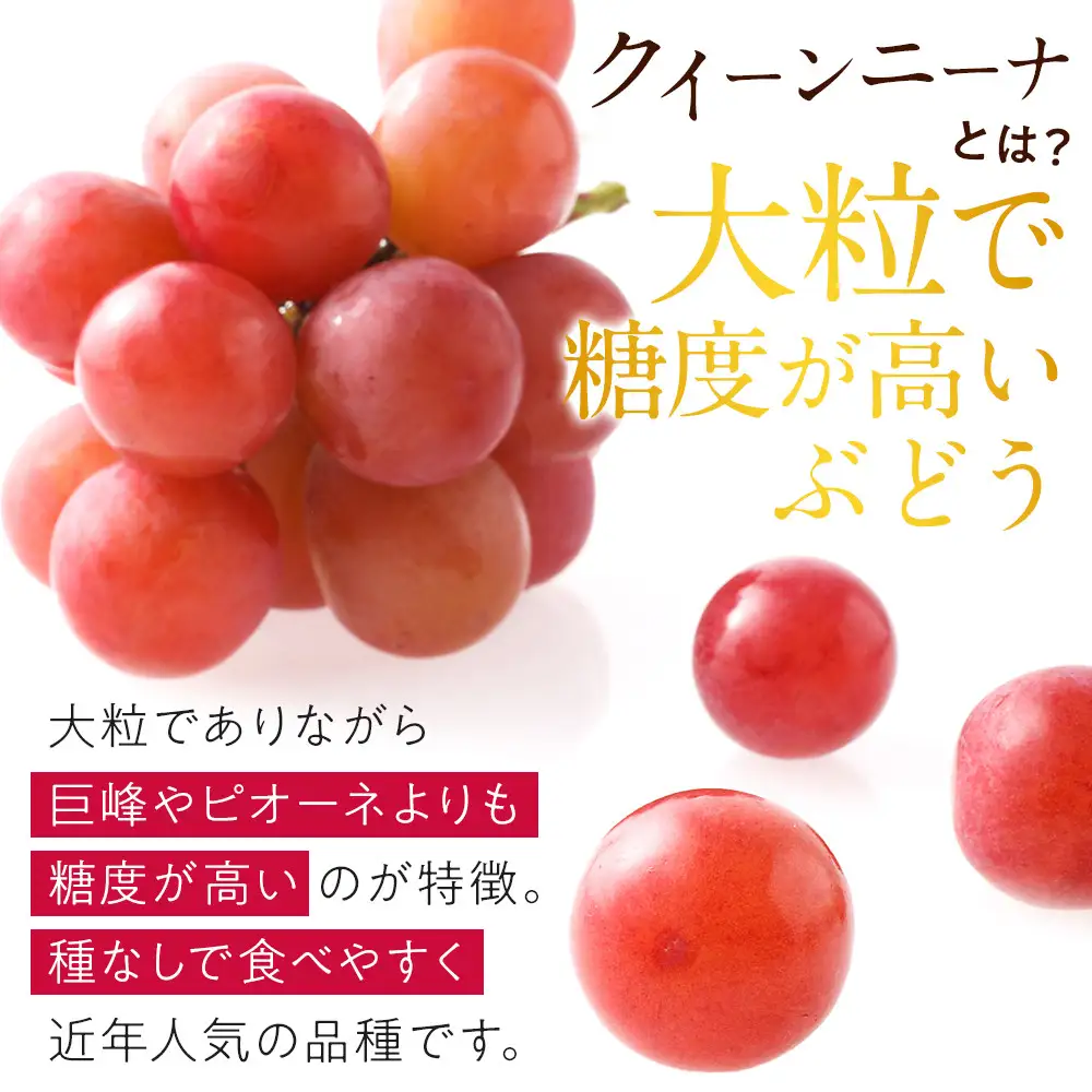 【先行予約】角田市産ぶどう【クイーンニーナ】1房（約500g）【2026年9月末より順次発送】