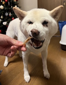 愛犬のおやつ 牛たん皮 40ｇ×6個入り 無添加 無着色 安心 国内生産 愛犬 おやつ ワンちゃん わんこ 喜ぶ H160-011