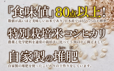 【先行予約】【令和8年産 新米】南条米 特別栽培米コシヒカリ 真空パック 玄米 5kg [ B-011006 ] 福井 ブランド米