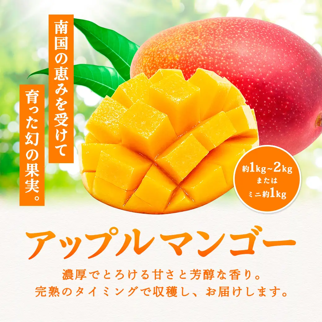 【2026年7月～9月発送】今が旬！ 完熟 アップル マンゴー ミニサイズ 1kg（8～10玉）モトキ農園 鹿児島県 奄美大島 宇検村 南国 マンゴー フルーツ 果物