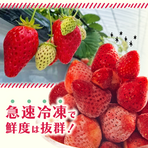 冷凍 いちご 1kg 完熟 ヘタ取り 大粒 イチゴ 苺 冷凍いちご 果物 スイーツ デザート フルーツ アイス ジャム シャーベット ベリー 氷菓  甘い オススメ 人気 滋賀県 竜王町 ひさだ苺農園
