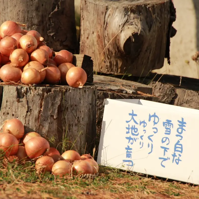 【予約：2026年10月から順次発送】農薬・動物性たい肥不使用 有機栽培 玉ねぎ 10kg ( 玉ねぎ たまねぎ 玉葱 タマネギ オニオン 野菜 サラダ 煮込み 炒め物 10キロ )【178-0001-2026】