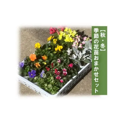 季節の花苗おまかせセット