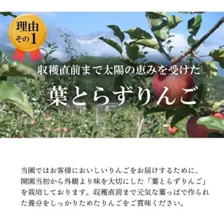 【南信州あじさい農園】葉とらずりんご(グラニースミス)約3kg【1593235】