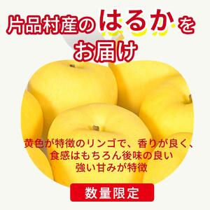 はるか りんご 約3kg