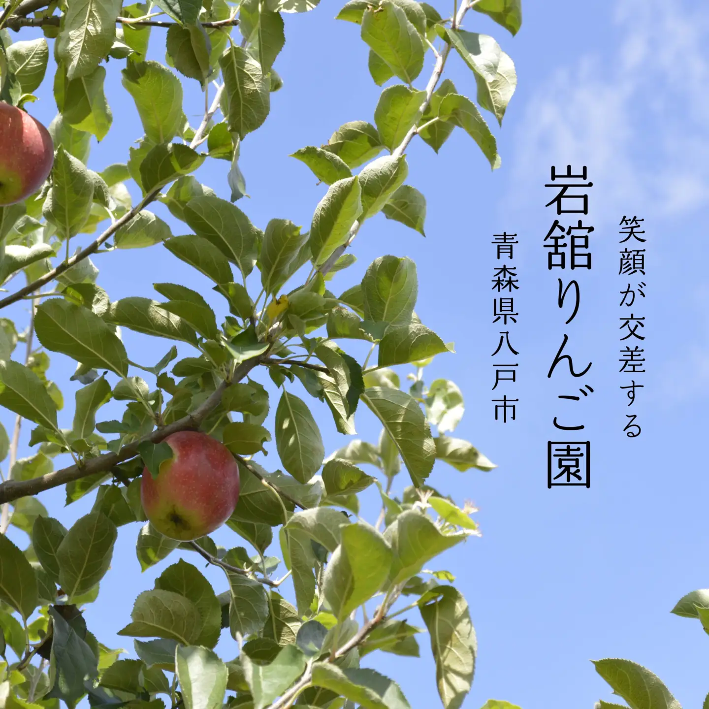 八戸産 岩舘りんご園の小瓶りんごジュースセット 180ml×6本 青森県 八戸市