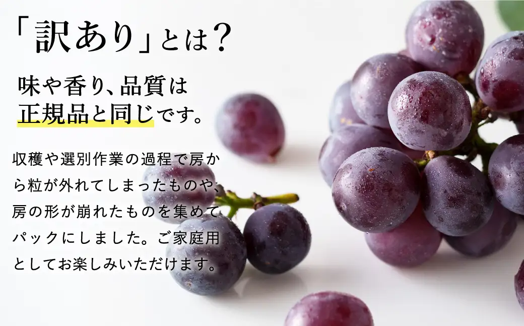 【2026年先行予約】数量限定 訳あり 豊岡ぶどう「ピオーネ」 約300g×6パック ／ ぴおーね ブドウ 葡萄 訳ありぶどう 大粒 強い甘み 爽やかな酸味 新鮮 果物 産地直送 くだもの フルーツ 上品 香り