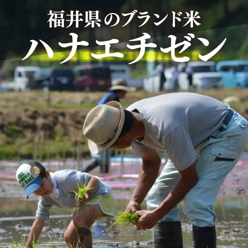【先行予約】【令和8年産・新米】定期便 ≪6ヶ月連続お届け≫ ハナエチゼン 5kg × 6回（計30kg）【玄米】【2026年10月中旬以降順次発送】 [e26-f001_02]