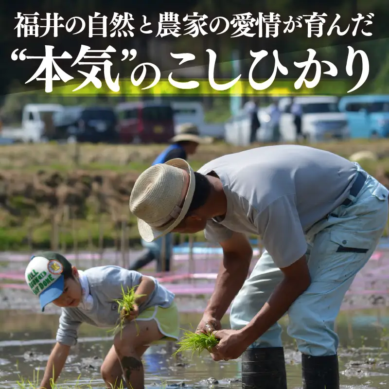 【先行予約】【令和8年産・新米】定期便 ≪6ヶ月連続お届け≫ こしひかり 5kg × 6回（計30kg）【2026年10月中旬以降順次発送】 [e26-h002_02]