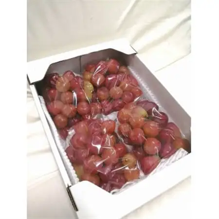 【訳あり】希少品種　シャインの娘マイハート2kg箱【配送不可地域：離島】【1647778】