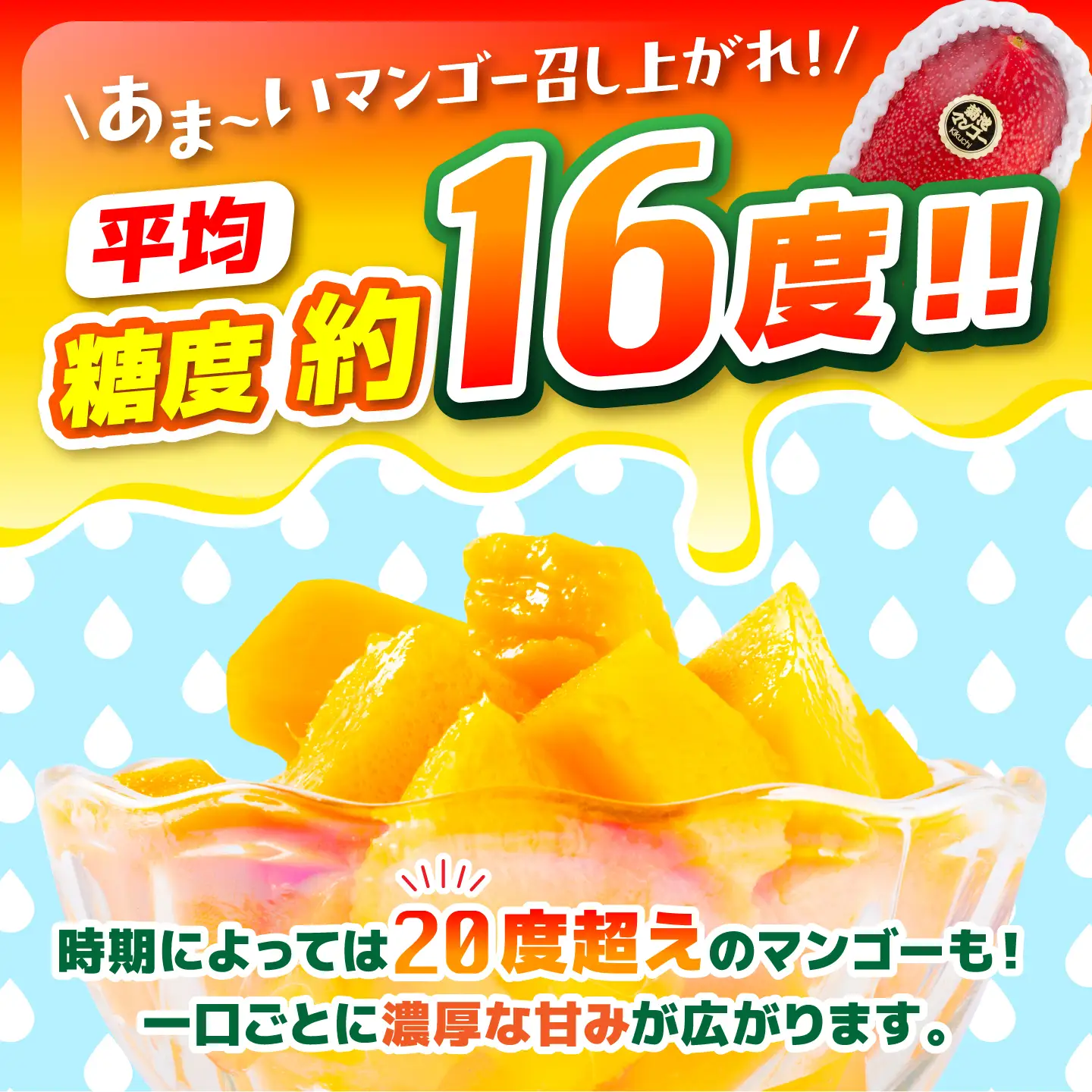 【2027年6月上旬から順次発送】より発送 菊池マンゴー約1kg マンゴー AYDF003