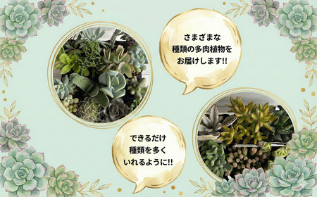 多肉 4センチ ポット おまかせ 16個 セット 多肉 植物 