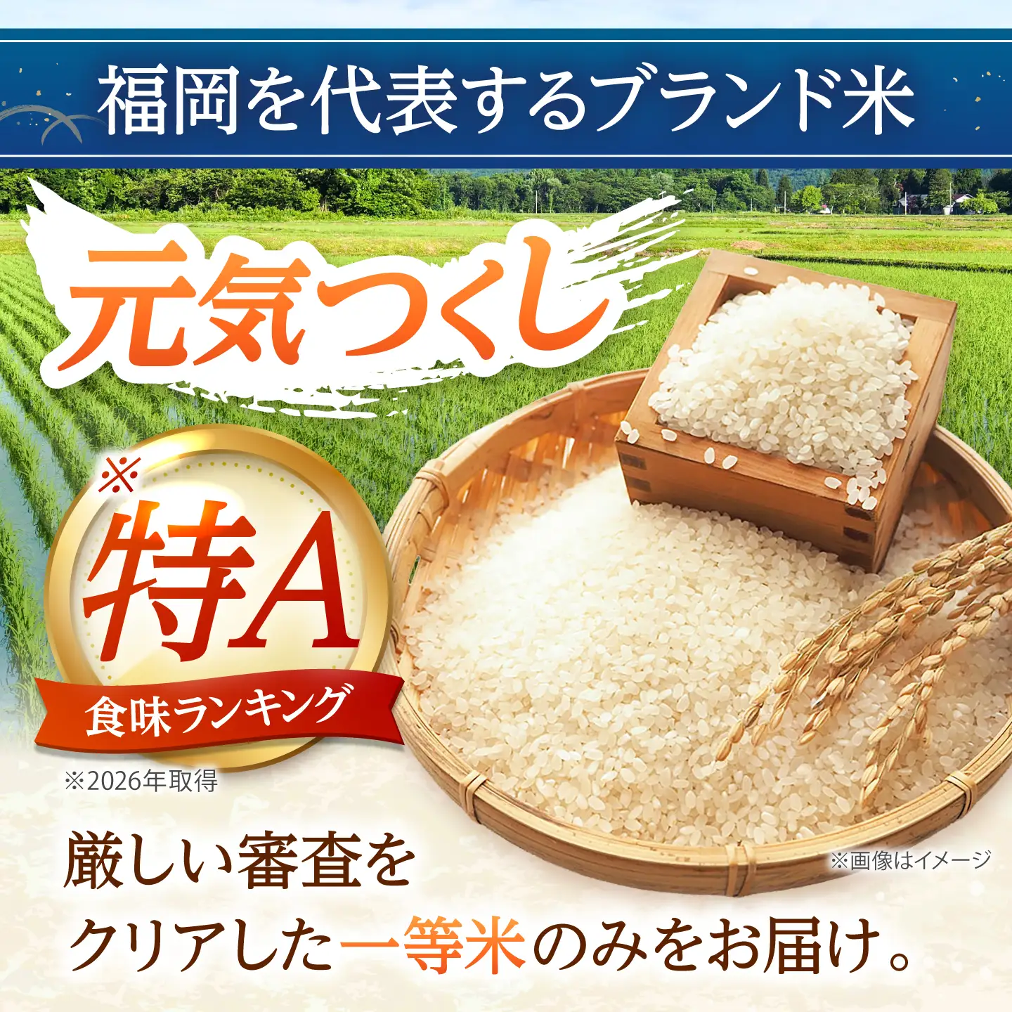 【先行予約】【令和7年産】元気つくし白米20kg(5kg×4袋)[BGAA094] 大容量 大容量
