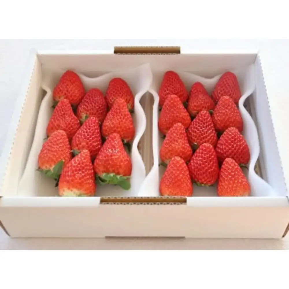 【2027年分先行受付】Sランク★静岡県産いちご 紅ほっぺ250ｇ×2パック(1パック約250ｇ 8～14粒）【北海道・沖縄・離島 配送不可】