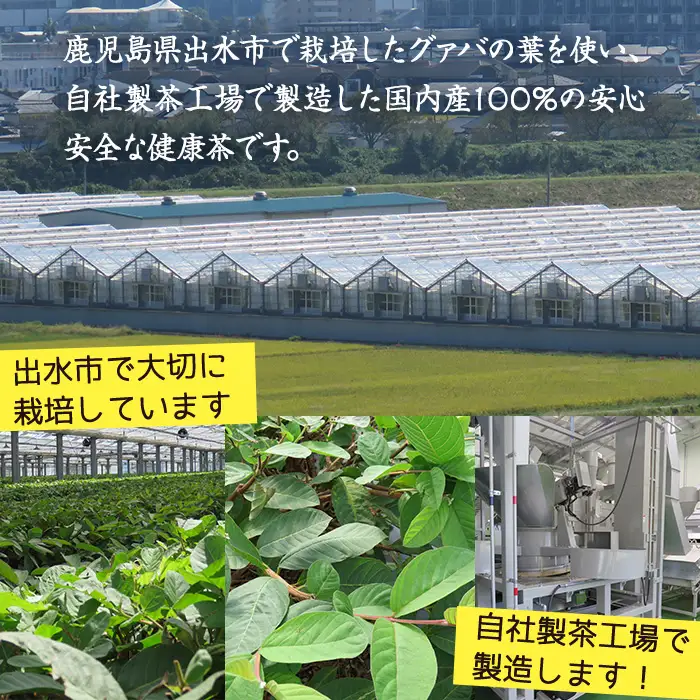 i1137-B グァバ茶PET(神秘也)500ml×30本 お茶 茶 国産 グァバ葉 ノンカフェイン ポリフェノール 血糖値 コレステロール ペットボトル 【出水酒造 izumi-syuzou】
