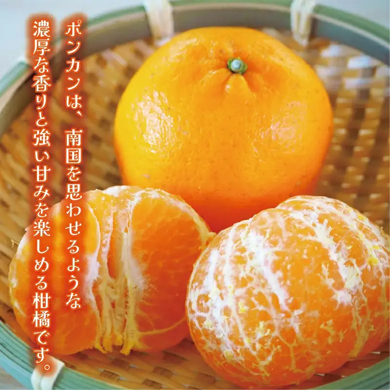 【先行予約】 冬の柑橘 ポンカン 訳あり 3kg みかん 柑橘 ジューシー  お試し 愛媛 愛南 吉田農園